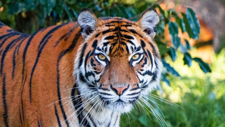 Chester Zoo