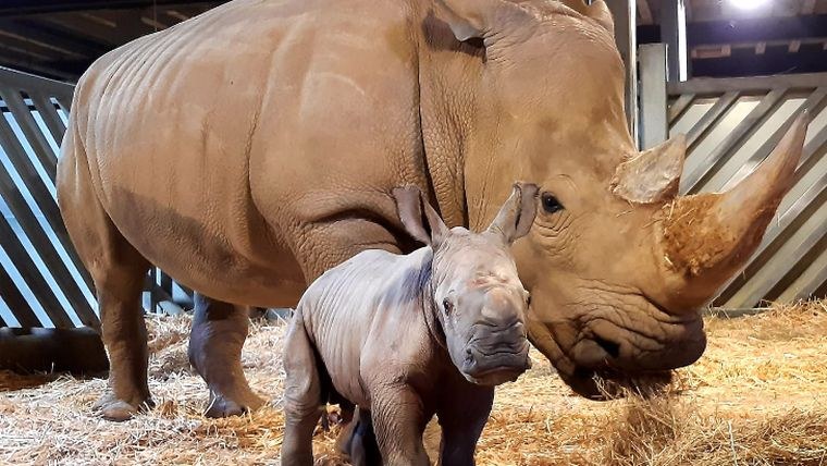 Colchester Zoo