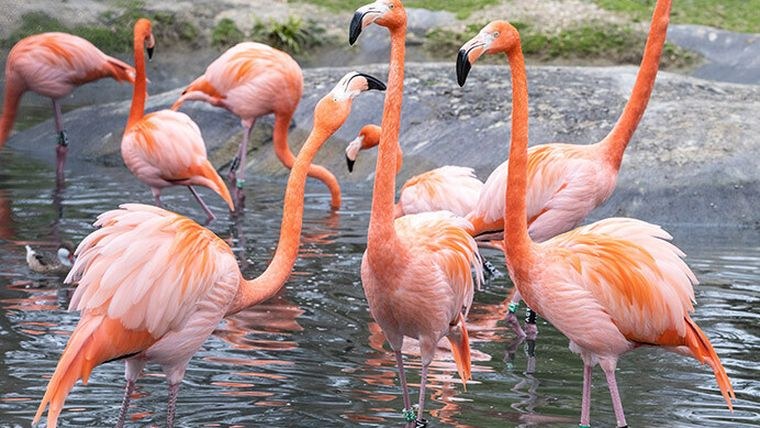 Hanwell Zoo