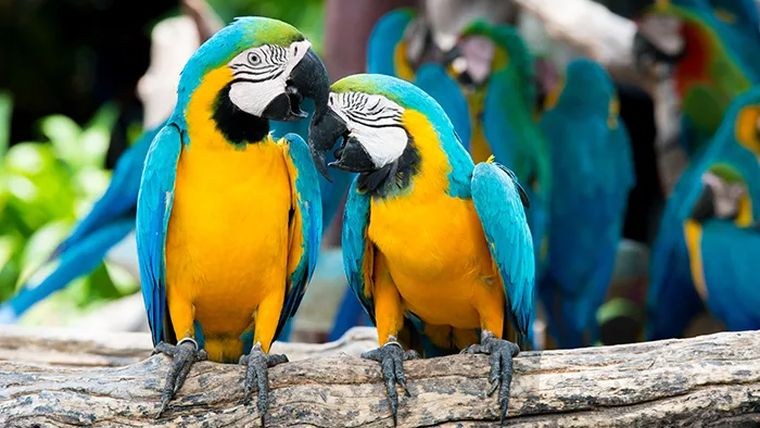 Lincolnshire Wildlife Park