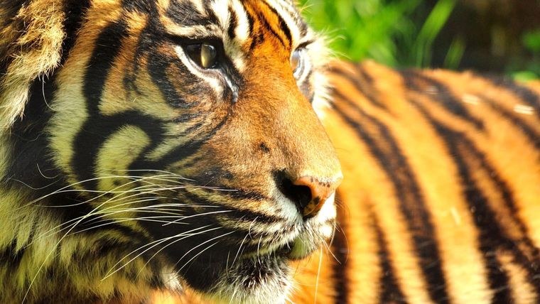 Shepreth Wildlife Park