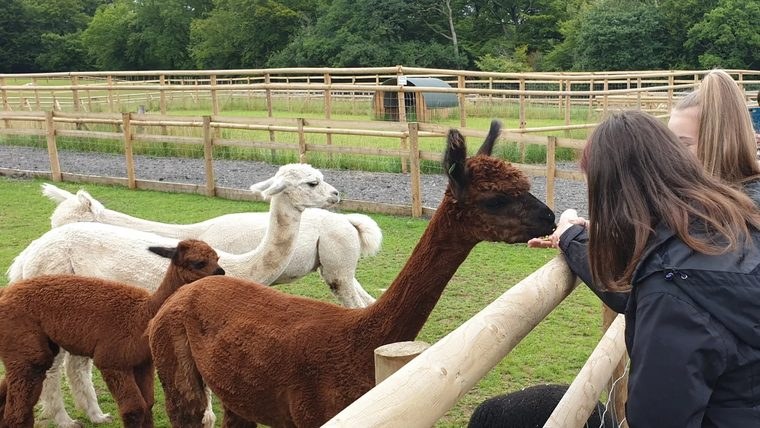 The Meadows Wildlife Park